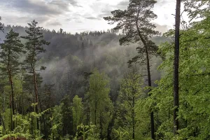 Framed Print : Fog in the forest of Bohemian Switzerland National Park near Hrensko
