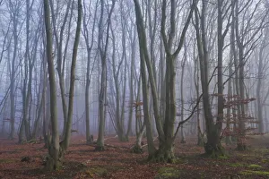 Fog in the forest with copper beeches (Fagus silvatica)