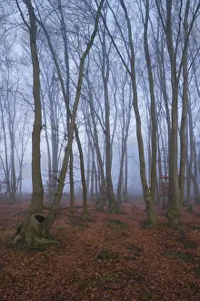 Fog in the forest with copper beeches (Fagus silvatica)