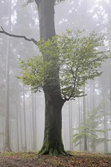 Fog, forest, mood, foggy, tree