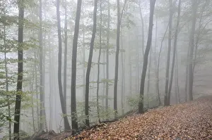 Fog, forest, mood, foggy, tree