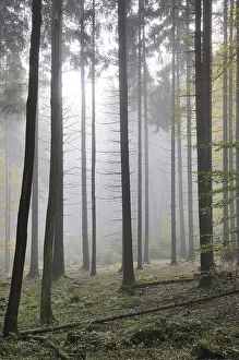 Fog, forest, mood, foggy, tree