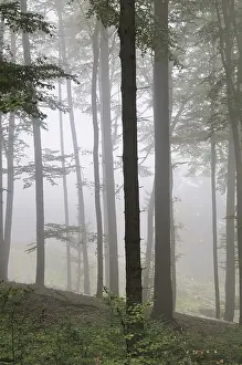 Fog, forest, mood, foggy, tree