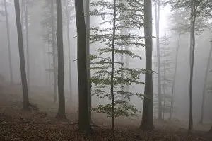 Fog, forest, mood, foggy, tree