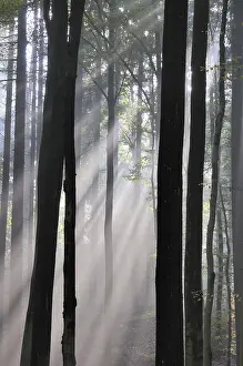 Fog, forest, mood, foggy, tree