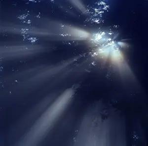 Fog in the forest with rays of sunshine