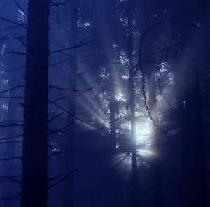 Fog in the forest with rays of sunshine