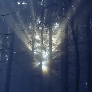 Fog in the forest with rays of sunshine