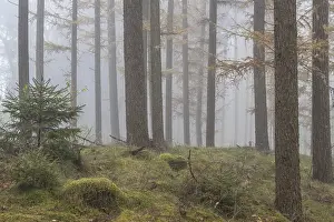 Fog in the larch forest (Larix decidua)