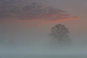 Fog over the meadows at sunrise