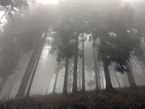 Fog Mist in mountain forest graces through