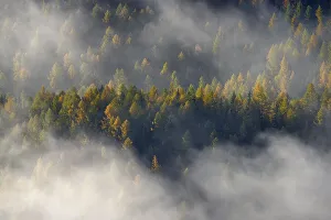 Fog over mountain forest with autumn coloured Larches (Larix decidua)