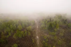 Fog on Mt. Mooskopf, view from the tower on the small birch forest