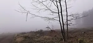 Fog obscures the view of a bare tree landscape