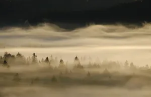 Fog in the Pupplinger Au at sunrise