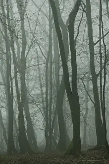Fog in the Seilerwald forest, Iserlohn