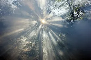 Fog, smoke, in a forest, sun struggling to shine through the haze