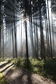 Fog and sun rays in a forest of Norway spruces (Picea abies)