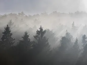 Fog and sun rays, spruce forest