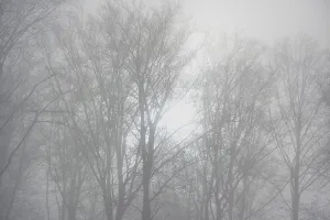 Fog in the winter forest