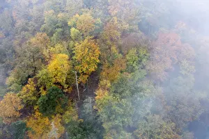 Foggy atmosphere, autumnal forest