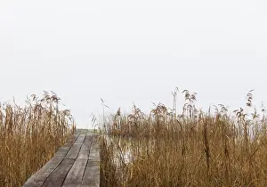 Foggy autumn atmosphere at the lake with wooden walkway and reeds in the foreground