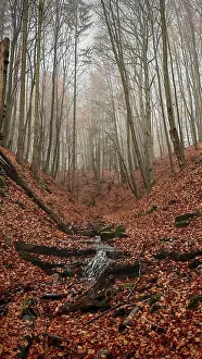A foggy autumn forest with fallen leaves and a small stream