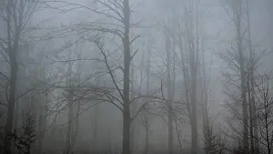 Foggy and bare forest with tall trees that create a gloomy atmosphere