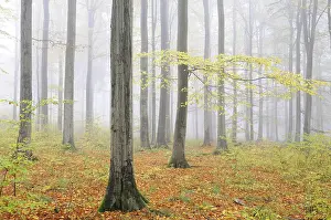 Foggy beech forest in autumn, Harz mountain range