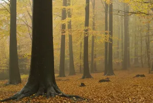 Foggy beech forest, Wuppertal, North Rhine-Westphalia