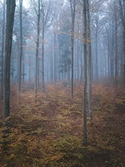 Foggy forest in autumn colours with tall trees and pale light