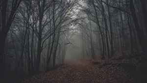 A foggy forest in autumn, with trees and a secluded path that creates a mystical and gloomy atmosphere
