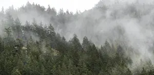 Framed Print : Foggy forest with dense greenery and mist swirling among the trees along the Lower Mainland of British Columbia