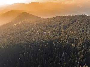 Foggy forest landscape on hills in soft evening light
