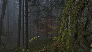A foggy forest with moss-covered trees and autumn leaves creates a mystical and peaceful atmosphere