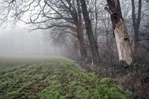 Foggy forest scene with bare trees and a field