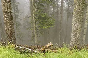 A foggy forest with tall trees and green ground
