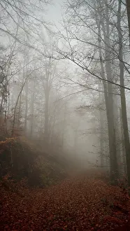 A foggy forest trail with thick trees and an autumnal atmosphere