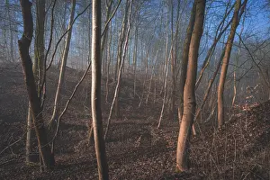 Foggy forest with trees in the morning light