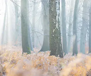 Foggy, frosty forest in the morning light with a bright