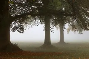 Foggy mood in a deciduous forest