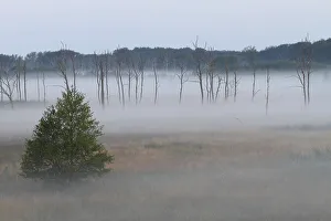 Foggy mood in the morning over the moor