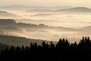 Foggy morning in the forest