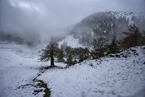 Foggy, snow-covered mountain landscape with scattered trees