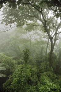 Foggy view of forest, India
