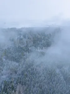 A foggy winter forest from the air with snow-covered trees