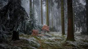 A foggy winter forest with frosty soil and quiet atmosphere