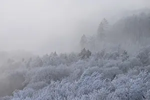 A foggy winter forest with snow-covered trees creates a quiet and mystical atmosphere