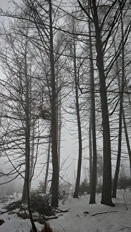 A foggy winter forest with tall trees and a quiet
