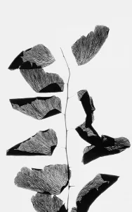 Folded Leaves, 1974